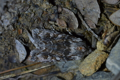 Physetica longstaffi