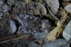 Physetica longstaffi