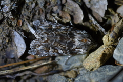 Physetica longstaffi