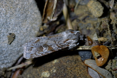 Physetica longstaffi