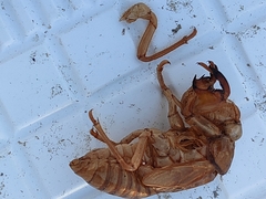 Graptopsaltria nigrofuscata