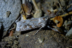 Physetica longstaffi