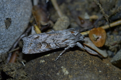 Physetica longstaffi