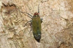Enchophora subviridis