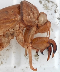 Graptopsaltria nigrofuscata