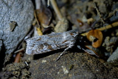 Physetica longstaffi