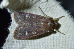 Ichneutica agorastis