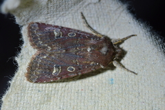 Ichneutica agorastis