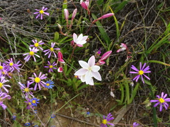 Hesperantha cucullata