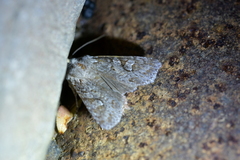 Physetica longstaffi