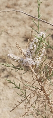 Tamarix aucheriana