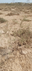 Tamarix aucheriana