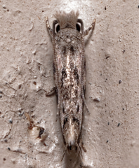 Erechthias zebrina