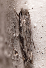 Erechthias zebrina