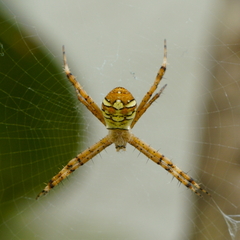 Argiope minuta