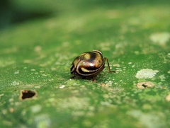 Gergithus floreni