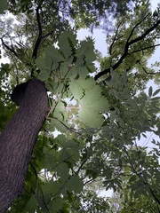 Quercus dentata