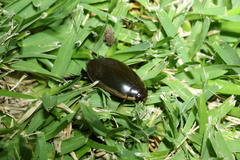 Cybister tripunctatus