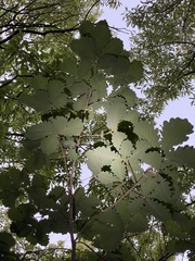 Quercus dentata