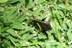 Cybister tripunctatus