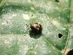 Gergithus floreni