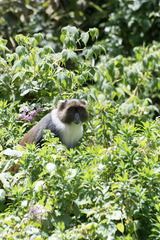 Cercopithecus mitis kolbi