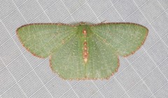 Eucyclodes metaspila