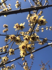 Chimonanthus
