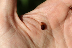 Platymela sticticollis