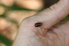 Platymela sticticollis