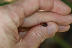 Platymela sticticollis