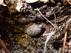 Pseudosuccinea columella