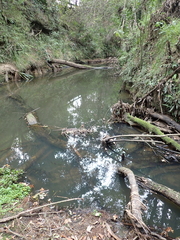 Pseudosuccinea columella