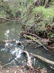 Pseudosuccinea columella