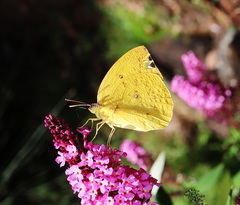 Catopsilia gorgophone