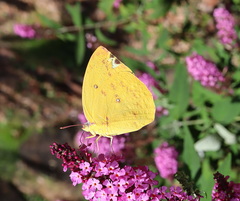 Catopsilia gorgophone