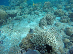 Chaetodon triangulum