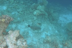 Epinephelus coeruleopunctatus