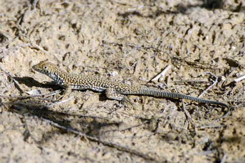 Acanthodactylus scutellatus audouini