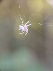 Araneidae