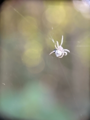 Araneidae