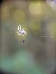 Araneidae