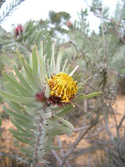 Leucospermum parile