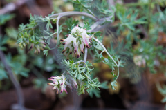 Fumaria capreolata
