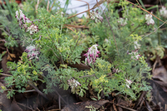 Fumaria capreolata
