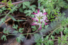 Fumaria capreolata