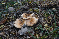 Lactarius sanguifluus