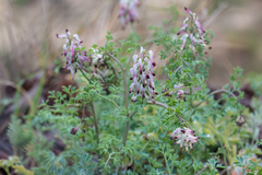 Fumaria capreolata