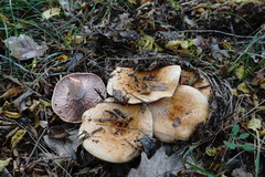 Lactarius sanguifluus