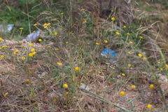 Anacyclus valentinus